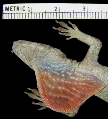 Media type: image;   Herpetology R-186147
